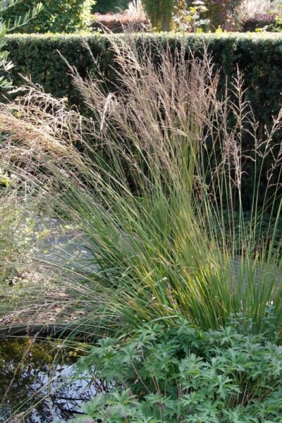 Molinia caerulea 'Moorhexe' Molinia caerulea 'Moorhexe'