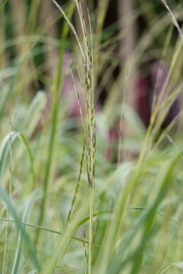 Molinia caerulea 'Moorhexe'