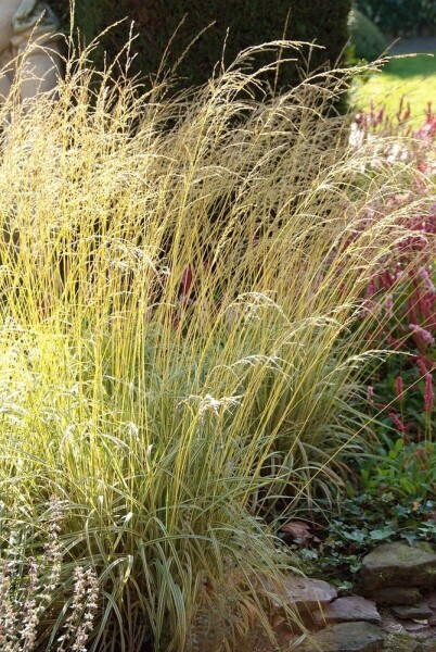 Molinia caerulea 'Variegata' Molinia caerulea 'Variegata'
