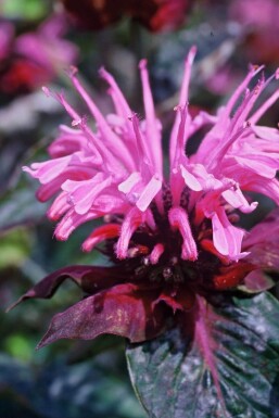 Monarda 'Beauty of Cobham'