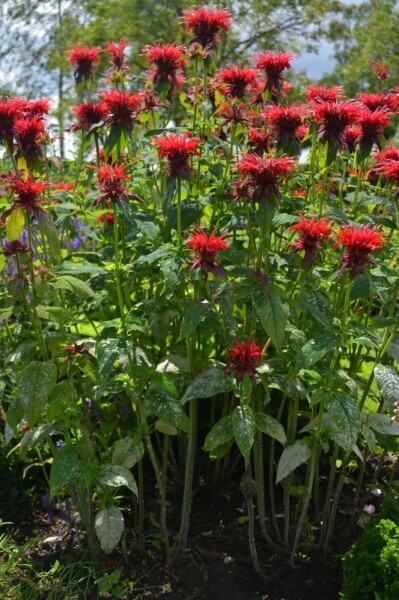 Monarda 'Cambridge Scarlet' Monarda 'Cambridge Scarlet'