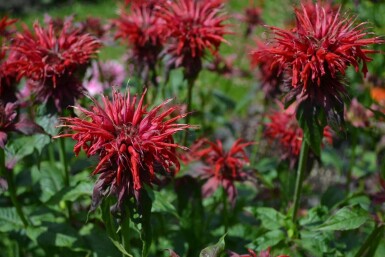 Monarda 'Cambridge Scarlet'