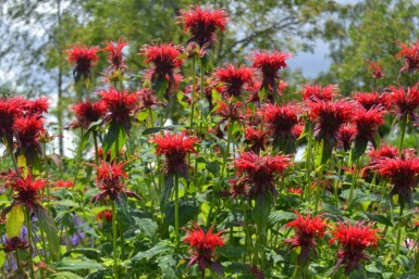 Monarda 'Cambridge Scarlet'