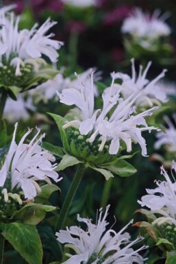 Monarda 'Schneewittchen'