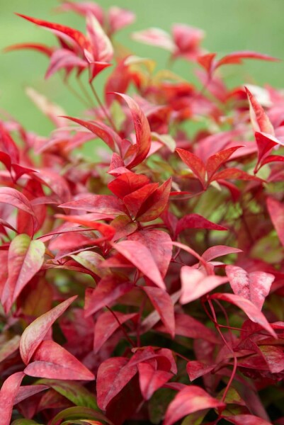 Nandina domestica 'Firepower'