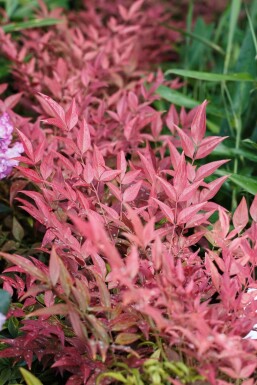 Nandina domestica 'Obsessed' C12 40-60
