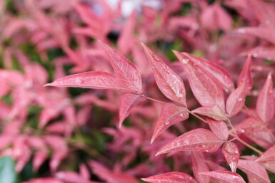 Nandina domestica 'Obsessed' struik 20-30 cm
