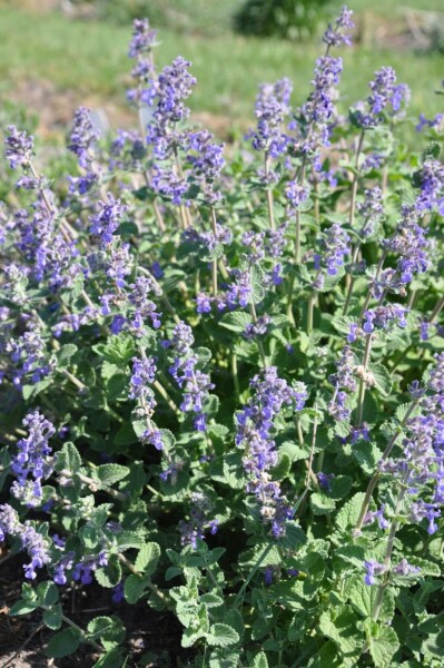 Nepeta faassenii Nepeta faassenii