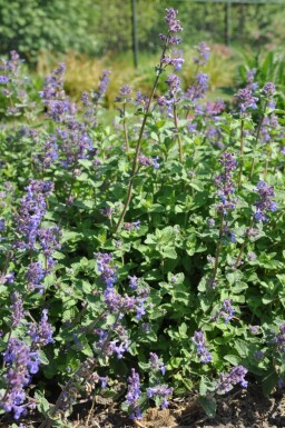 Nepeta faassenii