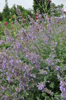 Nepeta faassenii 'Six Hills Giant'