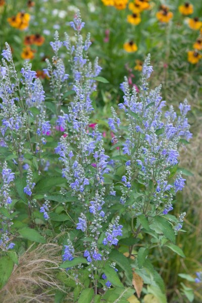 Nepeta sibirica