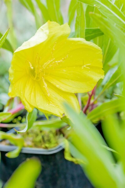 Oenothera macrocarpa Oenothera macrocarpa
