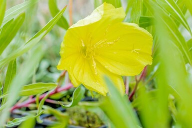 Oenothera macrocarpa