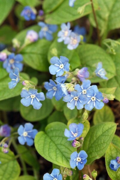 Omphalodes verna Omphalodes verna