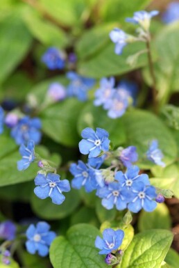 Omphalodes verna