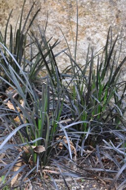 Ophiopogon planiscapus 'Niger'