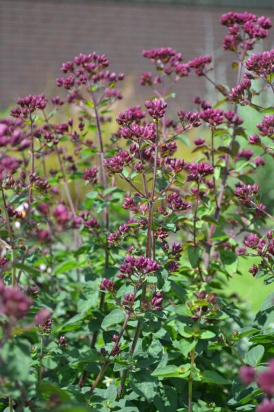 Origanum hybride 'Rosenkuppel' Origanum hybride 'Rosenkuppel'