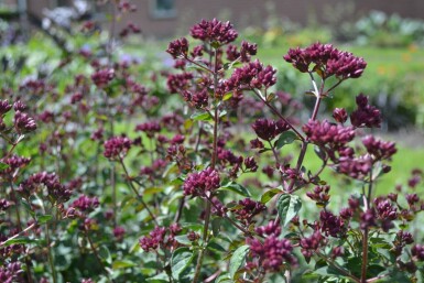 Origanum 'Rosenkuppel'