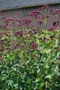 Origanum 'Rosenkuppel'