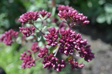 Origanum 'Rosenkuppel'