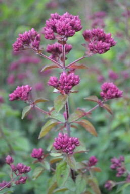 Origanum 'Rosenkuppel'