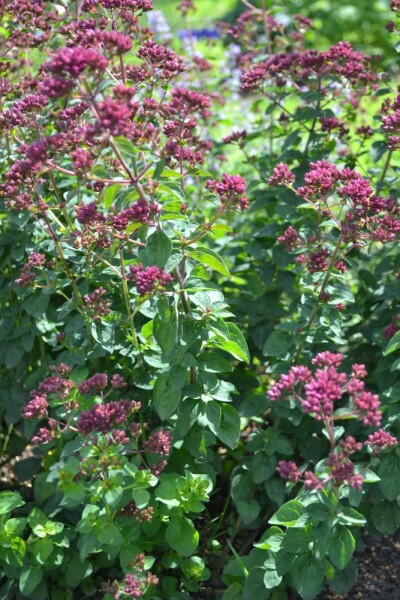 Origanum laevigatum 'Herrenhausen' Origanum laevigatum 'Herrenhausen'