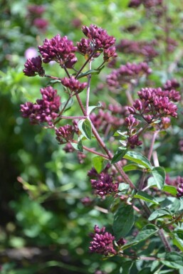 Origanum laevigatum 'Herrenhausen'