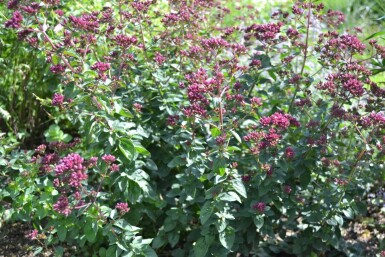 Origanum laevigatum 'Herrenhausen'