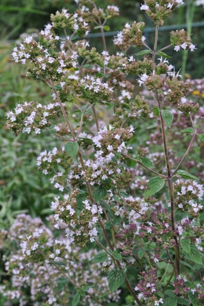 Origanum vulgare Origanum vulgare