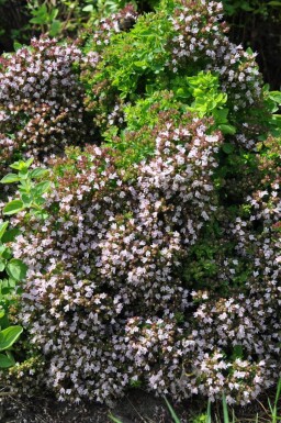 Origanum vulgare 'Compactum'