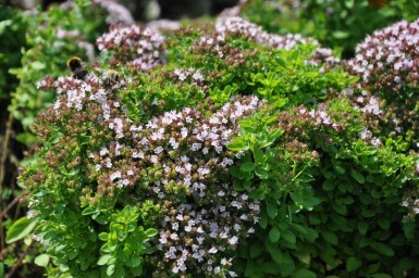 Origanum vulgare 'Compactum'