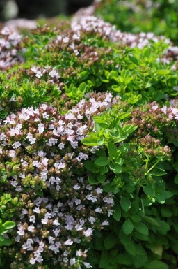 Origanum vulgare 'Compactum'