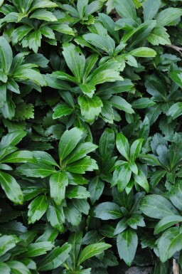 Pachysandra terminalis 'Green Carpet'