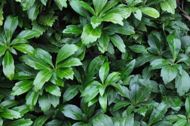 Pachysandra terminalis 'Green Carpet'