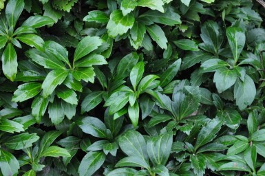 Pachysandra terminalis 'Green Carpet'