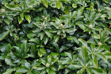 Pachysandra terminalis 'Green Sheen'