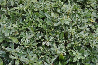 Pachysandra terminalis 'Variegata'