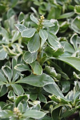 Pachysandra terminalis 'Variegata'