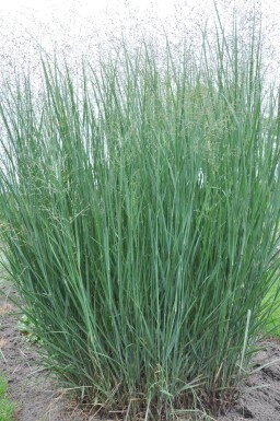 Panicum virgatum 'Heavy Metal'