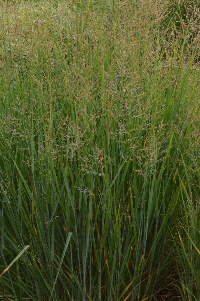 Panicum virgatum 'Prairy Sky'