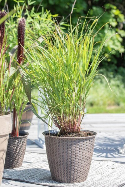 Panicum virgatum 'Rehbraun' Panicum virgatum 'Rehbraun'