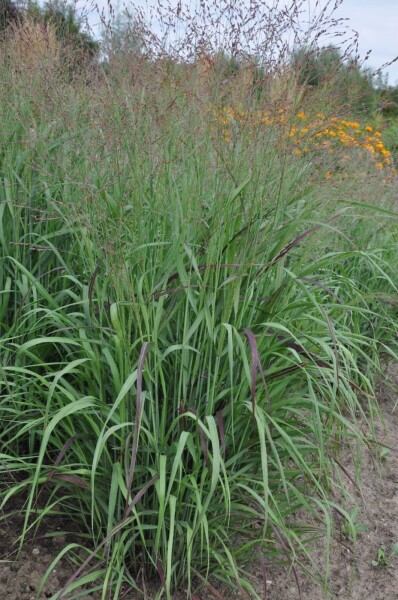 Panicum virgatum 'Shenandoah' Panicum virgatum 'Shenandoah'