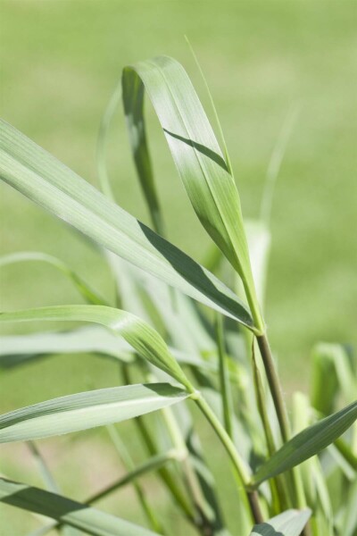 Panicum virgatum 'Squaw' Panicum virgatum 'Squaw'
