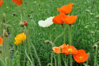 Papaver nudicaule 'Gartenzwerg'