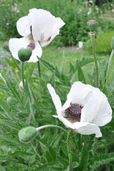 Papaver orientale 'Royal Wedding' Papaver orientale 'Royal Wedding'