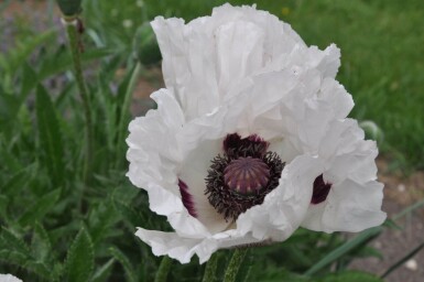 Papaver orientale 'Royal Wedding'