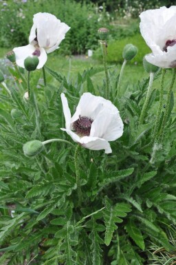 Papaver orientale 'Royal Wedding'