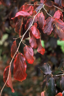 Parrotia persica