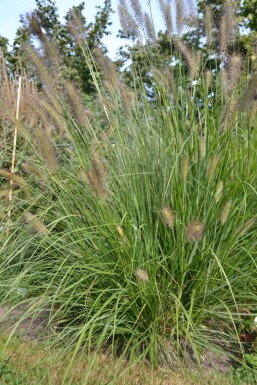 Pennisetum alopecuroides