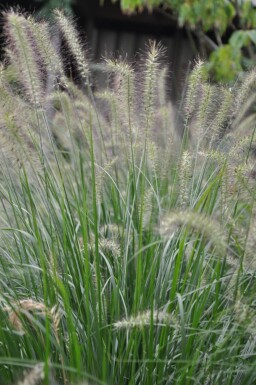 Pennisetum alopecuroides 'Hameln'